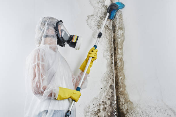 Best Certified Mold Removal  in Rosenberg, TX