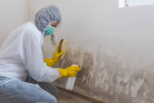 Professional Mold Removal in Rosenberg, TX