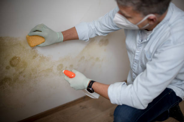 Best Black Mold Removal  in Rosenberg, TX