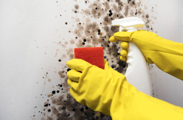Best Mold Testing  in Rosenberg, TX