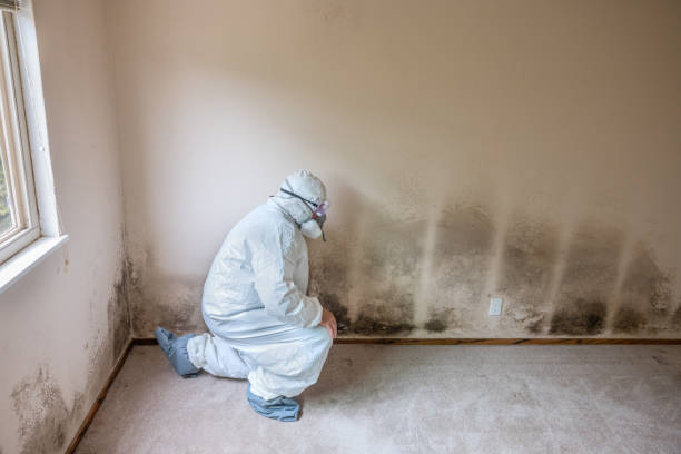 Mold Removal and Inspection in Rosenberg, TX