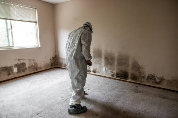 Best Mold Removal and Inspection  in Rosenberg, TX