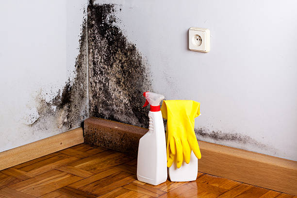 Best Attic Mold Removal  in Rosenberg, TX